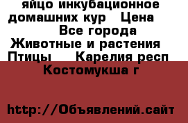 яйцо инкубационное домашних кур › Цена ­ 25 - Все города Животные и растения » Птицы   . Карелия респ.,Костомукша г.